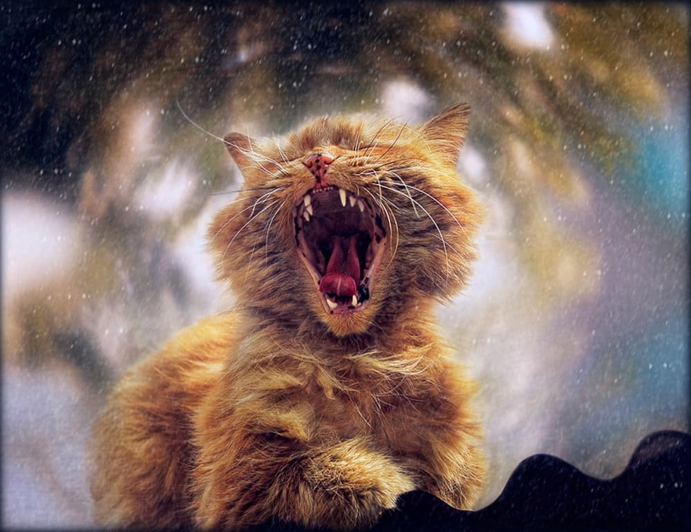 Roaring Winter Cat by Svetlana Melik-Nubarova — canvas wall art
