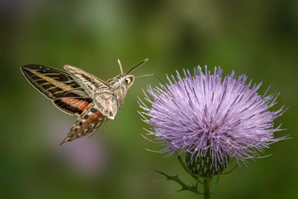 Moth on Purple Thistle by Robert Zhang — canvas wall art