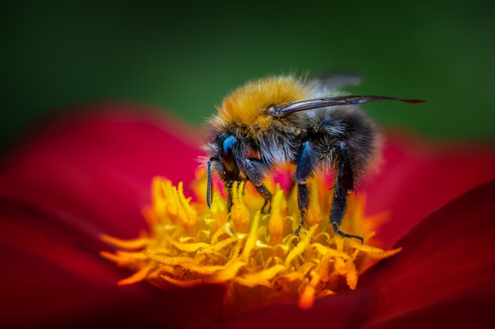 Fuzzy Bee On Flower by Benny Pettersson — canvas wall art