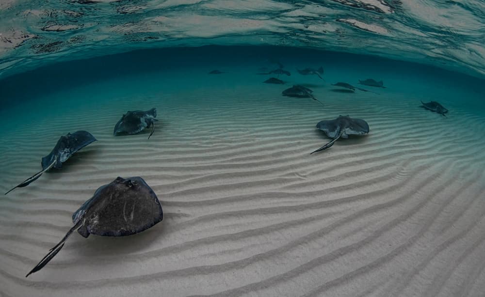 Stingrays in Clear Water by Jennifer Lu — canvas wall art