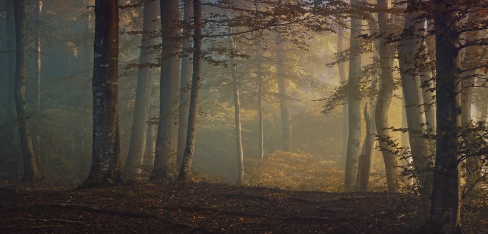 Misty Autumn Forest by Norbert Maier — canvas wall art