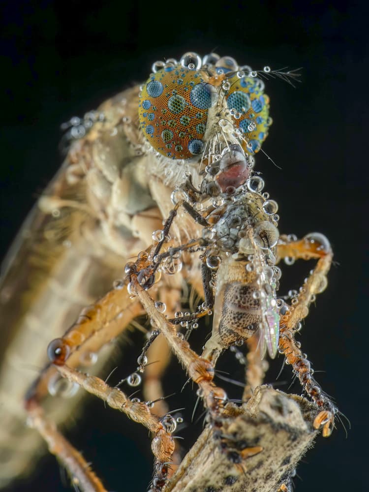 Robber Fly's Dewy Meal by Ajar Setiadi — canvas wall art