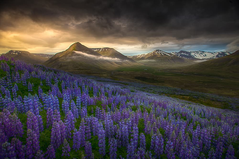 Dramatic Lupine Valley by Peter Svoboda MQEP — canvas wall art