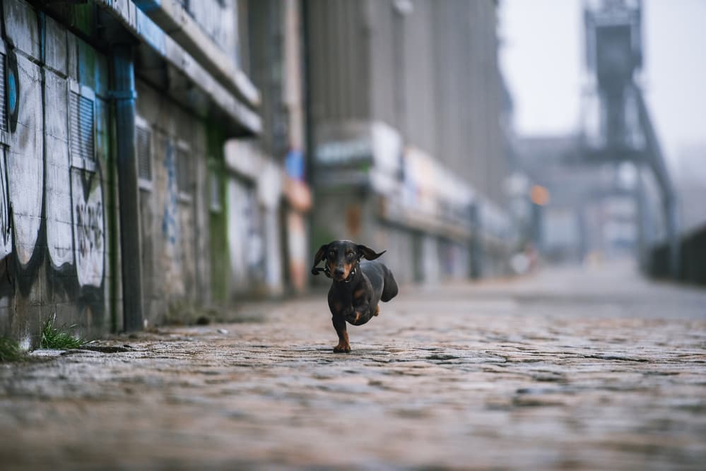 Dachshund Running Urban Street by Heike Willers — canvas wall art