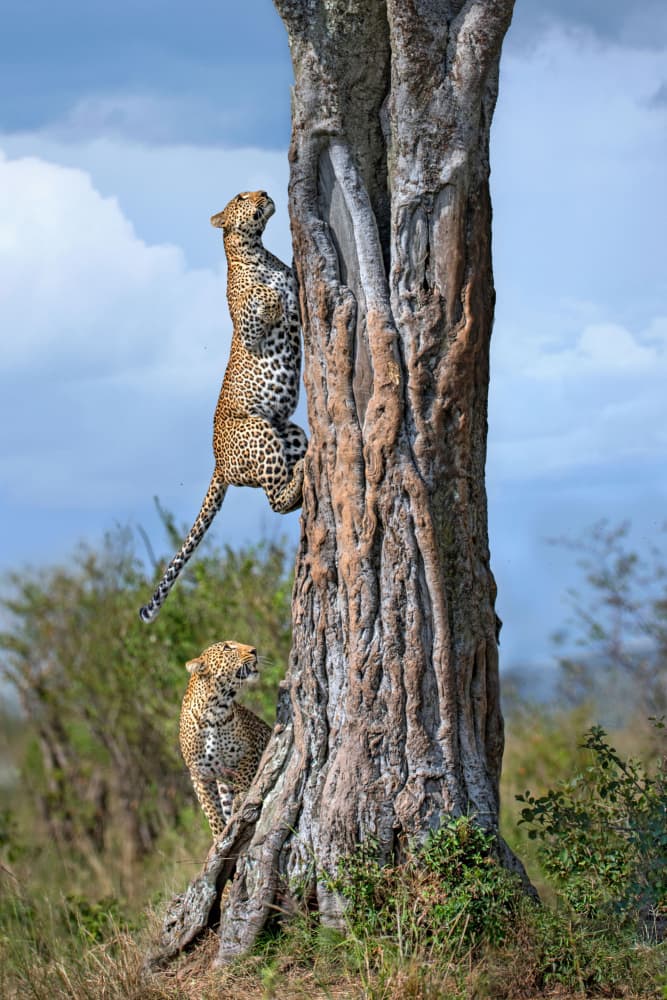 Leopards Climbing Tree by Xavier Ortega — canvas wall art