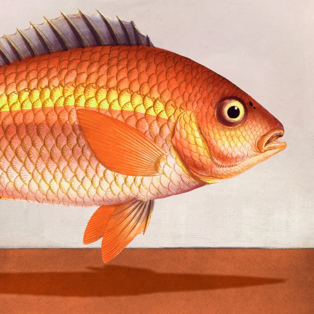 Vibrant Red Fish by Marja van den Hurk — canvas wall art