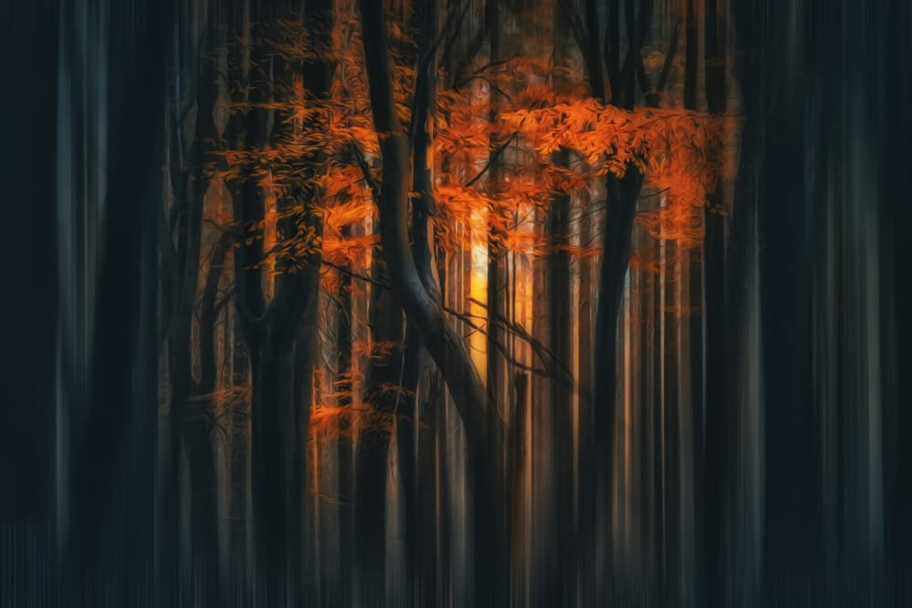 Autumn Forest Glow by Hilda van der Lee — canvas wall art
