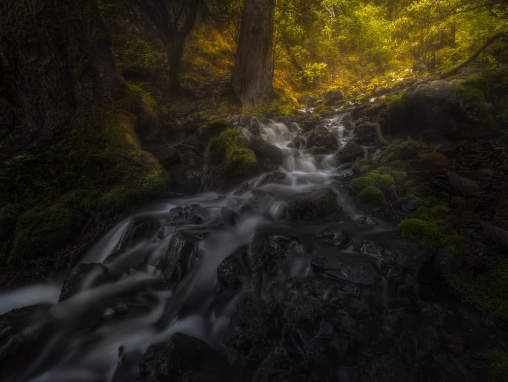 Enchanted Forest Stream by Yezimao — canvas wall art