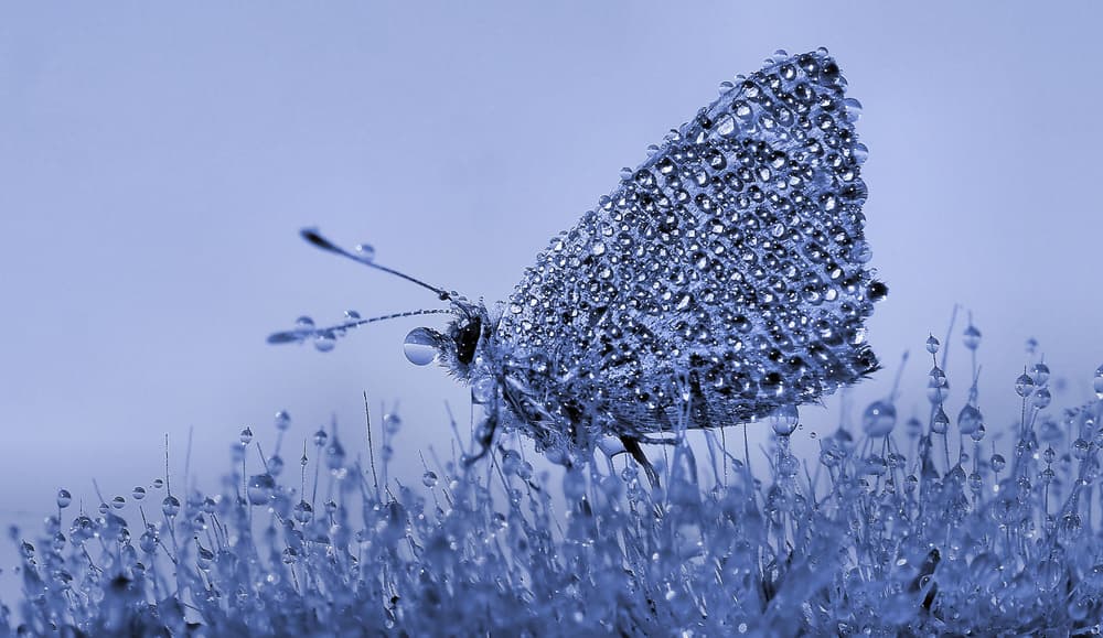 Glistening Blue Butterfly by Thierry Dufour — canvas wall art