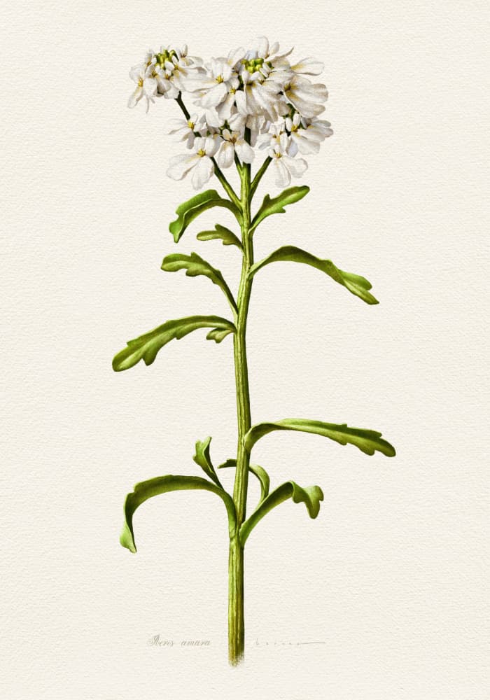 White Candytuft Botanical by Juan Hernaz — canvas wall art
