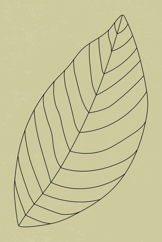 Simple Botanical Leaf Drawing by jay stanley — canvas wall art
