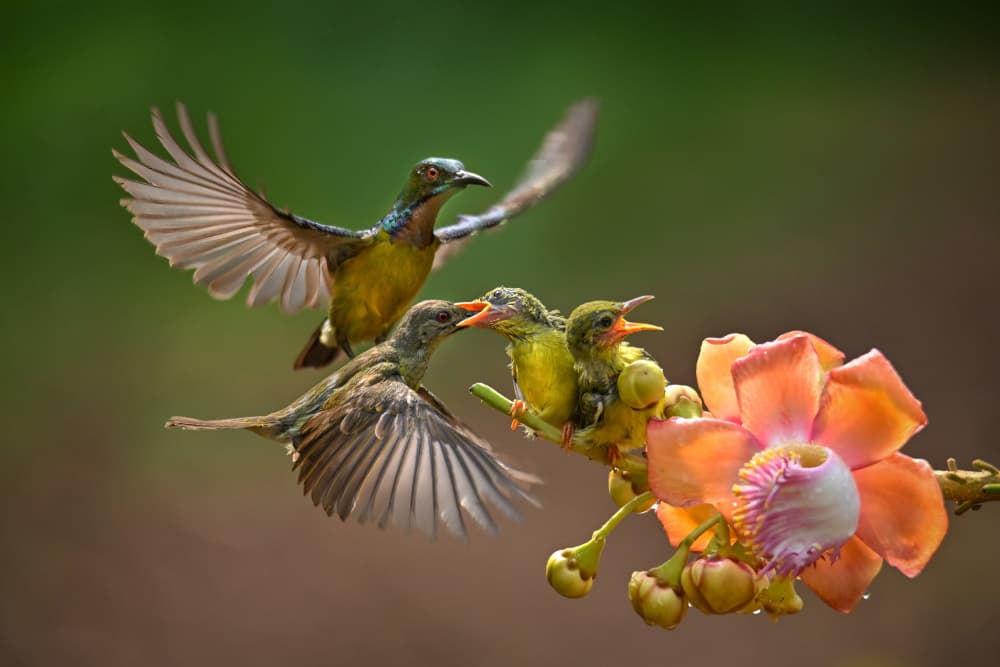 Sunbird Family Feeding by Ajar Setiadi — canvas wall art