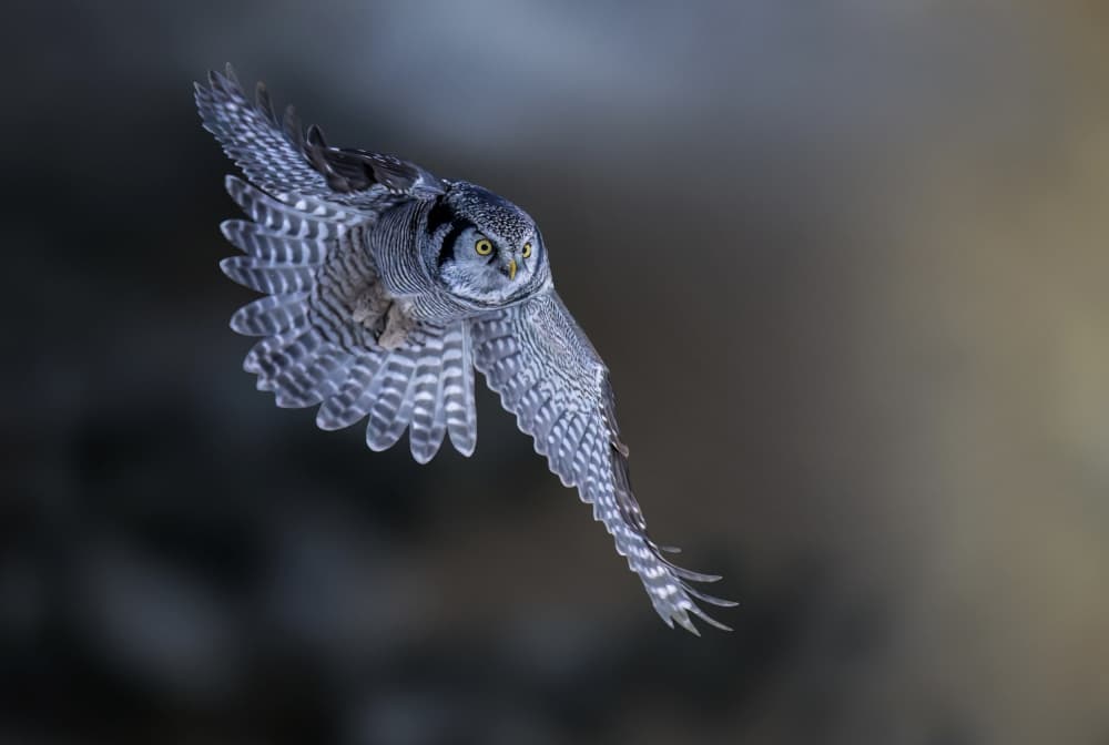 Hawk Owl In Flight by Tao Huang — canvas wall art