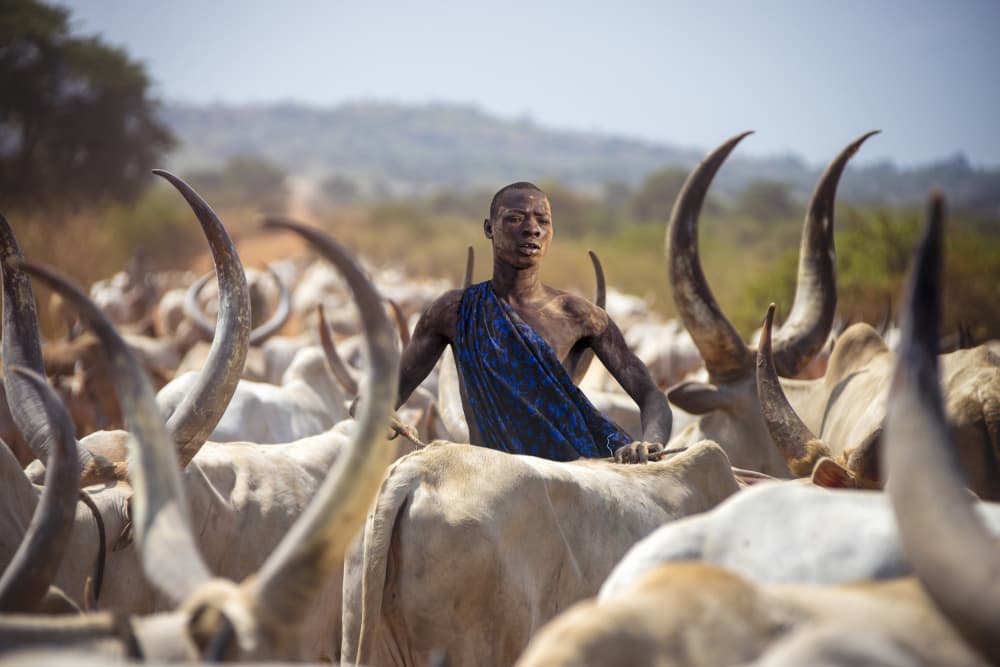 Dinka Man Cattle Herd by Svetlin Yosifov — canvas wall art
