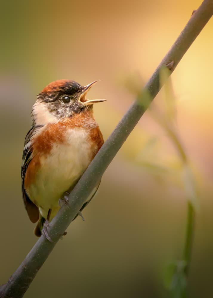 Golden Songbird's Melody by Jacob (Jian) Xu — canvas wall art