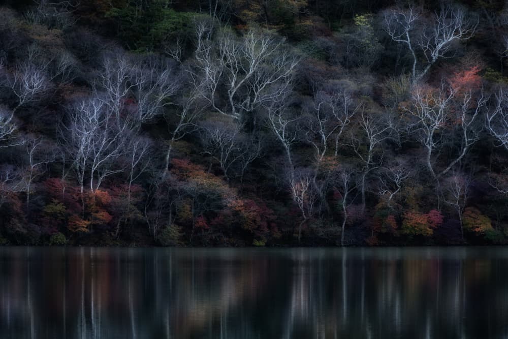 Dark Forest Reflections by K_Tsunoda — canvas wall art