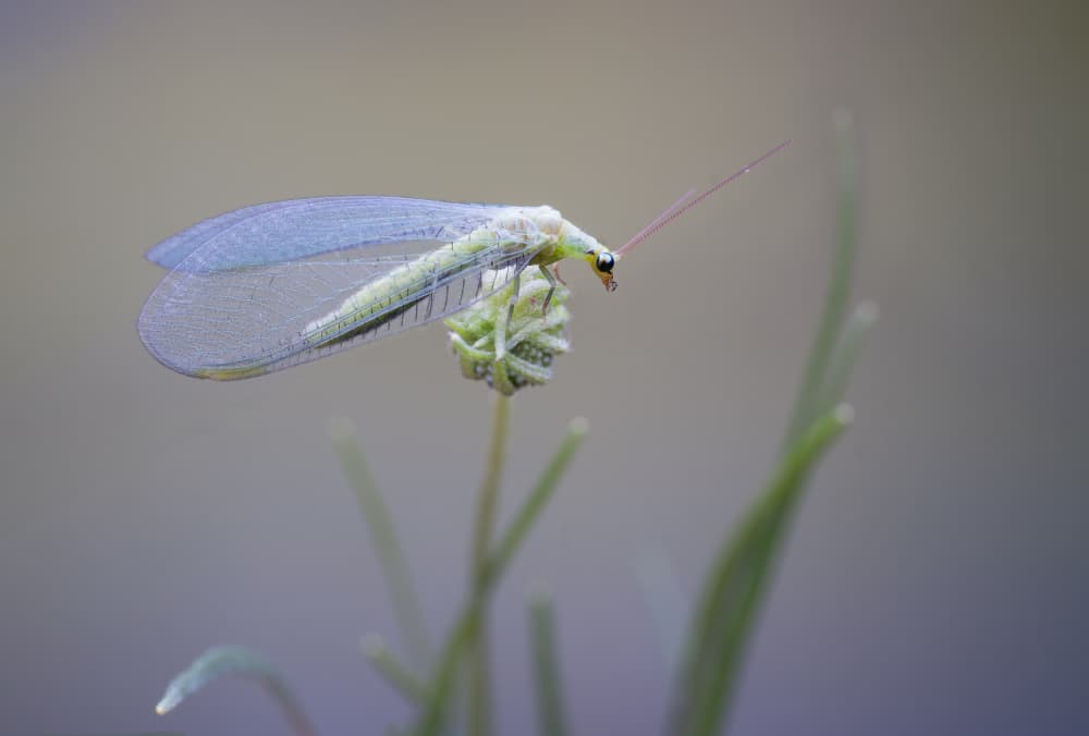 Graceful Green Lacewing by Summer2016 — canvas wall art