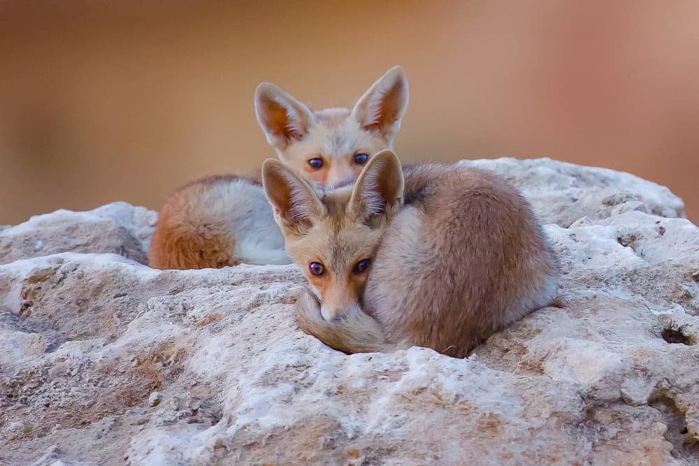 Watchful Fox Pups by David Manusevich — canvas wall art