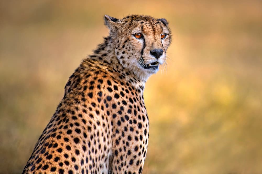 Golden Cheetah Portrait by Xavier Ortega — canvas wall art