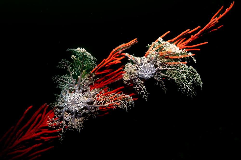 Delicate Nudibranchs Red Coral by Etienne Steenkamp — canvas wall art