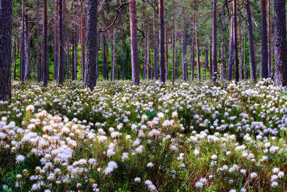 Peaceful Forest Bloom by Geertjan Plooijer — canvas wall art