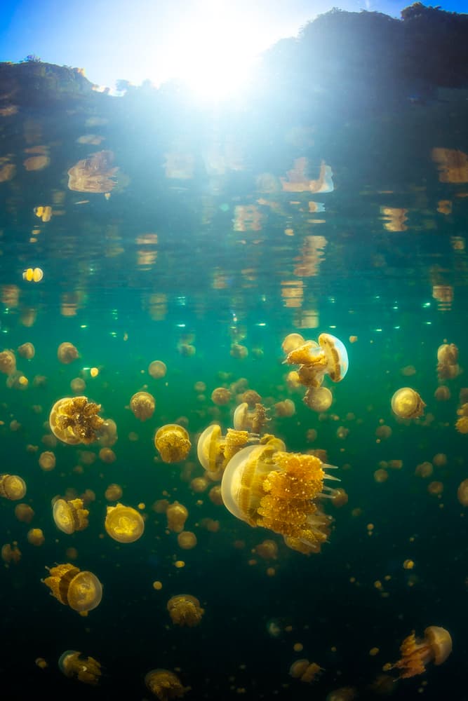 Underwater Jellyfish Glow by Barathieu Gabriel — canvas wall art