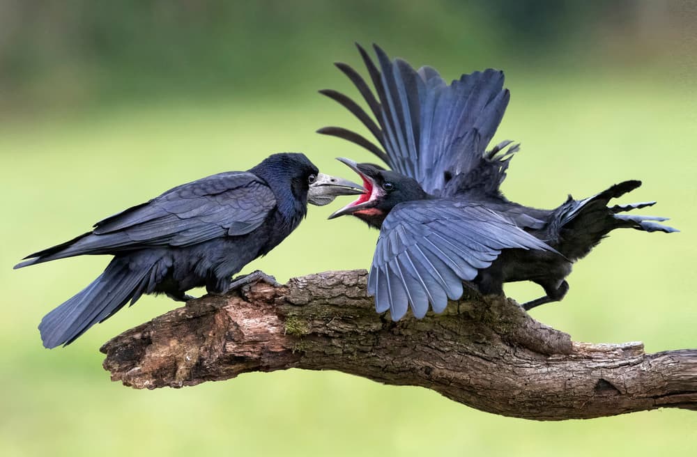 Crow Feeding Young Bird by Hugh Wilkinson — canvas wall art