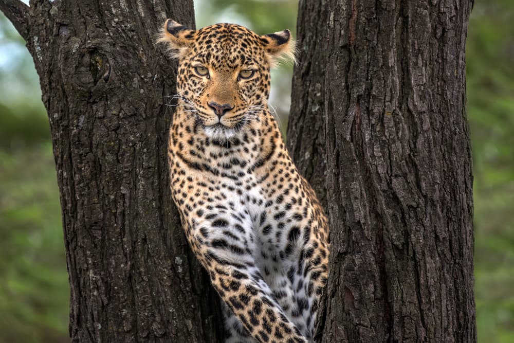 Wild Leopard In Tree by Xavier Ortega — canvas wall art