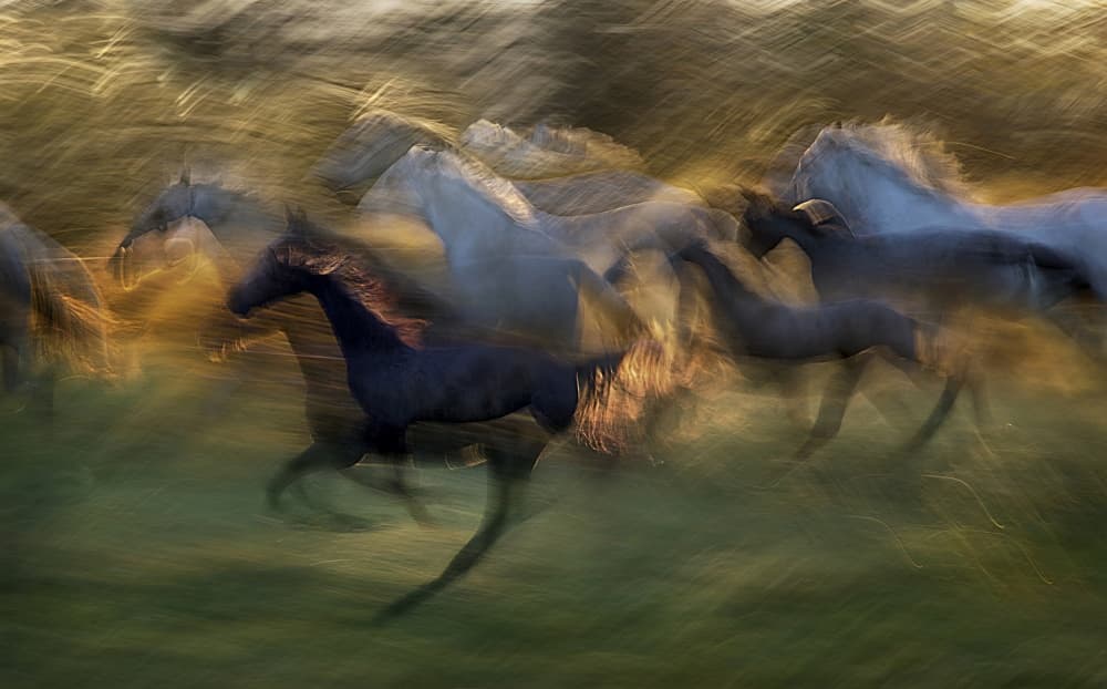 Galloping Golden Horses by Milan Malovrh — canvas wall art