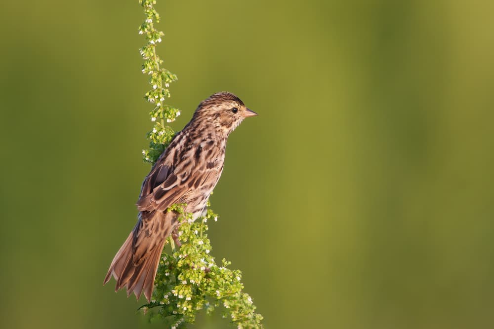 Sparrow in Green Bloom by Mike He — canvas wall art