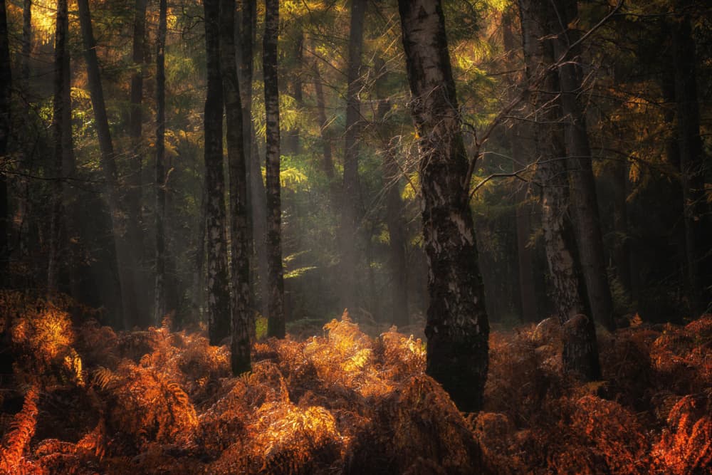 Golden Forest Light by Ria Groot Zevert — canvas wall art