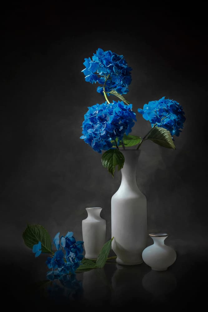 Elegant Blue Hydrangeas by Lydia Jacobs — canvas wall art