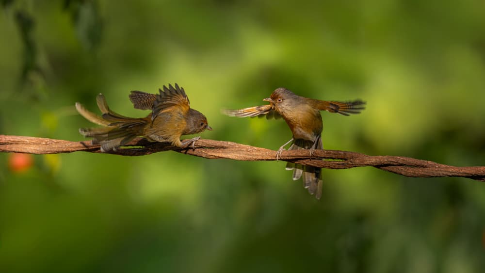 Bird Food Fight by tianhuayu — canvas wall art