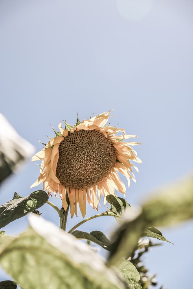 Golden Bloom Sky by Shot by Clint — canvas wall art