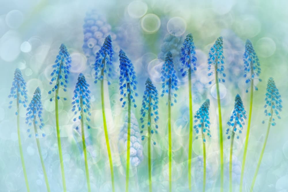 Soft Blue Muscari by Hilda van der Lee — canvas wall art
