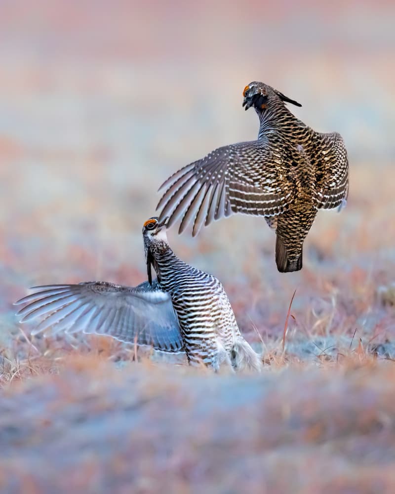Prairie Grouse Display by Jun Zuo — canvas wall art