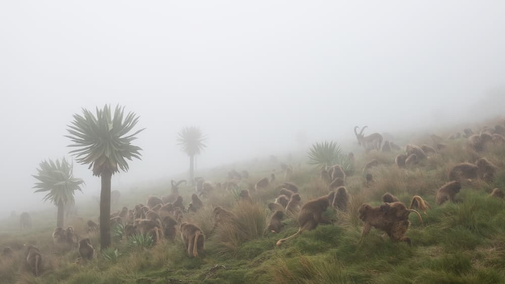 Misty Gelada Highlands by Roberto Marchegiani — canvas wall art