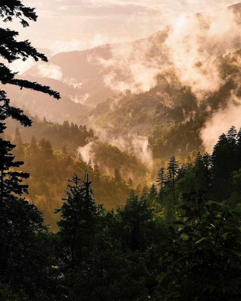 Misty Mountain Valley Trees by Del Mundo Imagery — canvas wall art