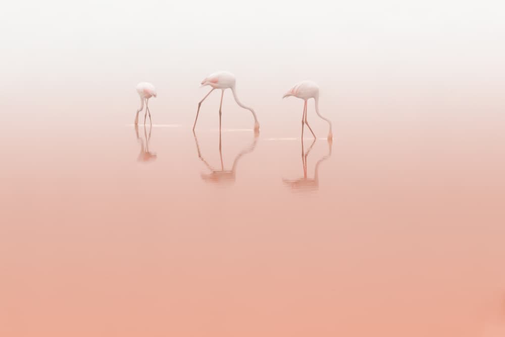 Pink Flamingos Reflections by Natalia Rublina — canvas wall art