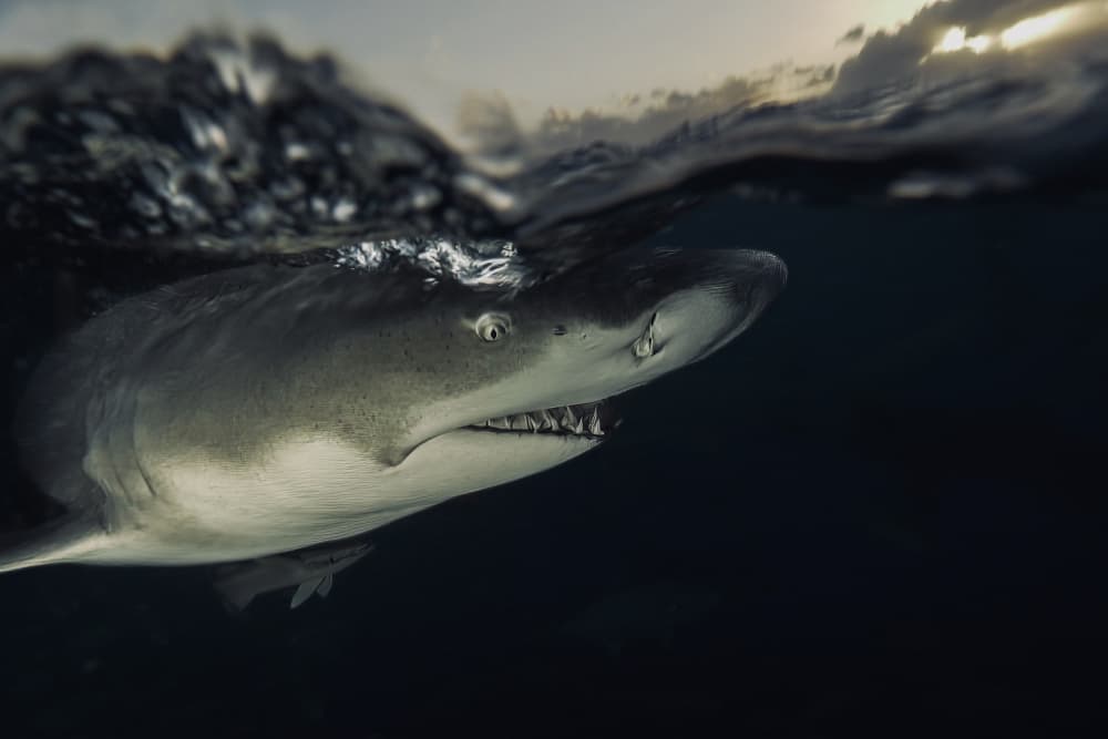Shark At Water Surface by Serge Melesan — canvas wall art
