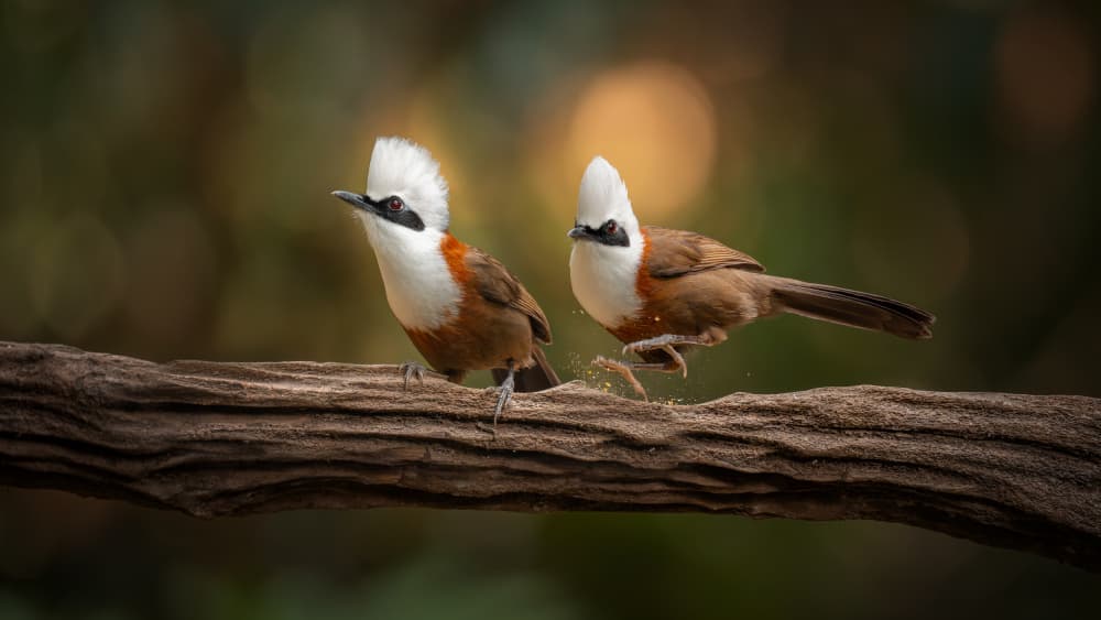 White Crested Birds by tianhuayu — canvas wall art