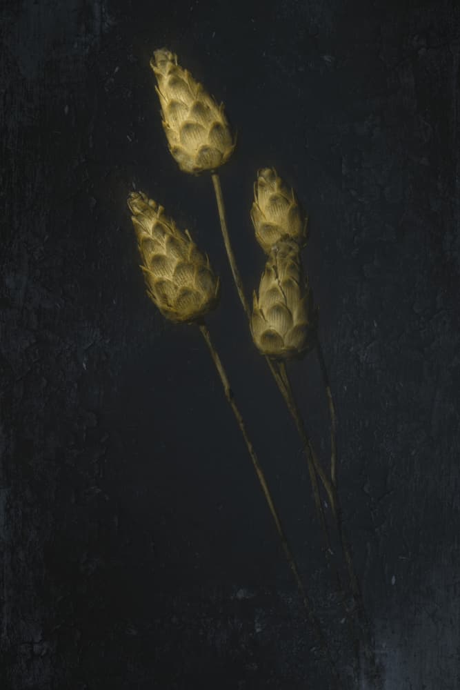 Moody Golden Pods by Cicek Kiral — canvas wall art