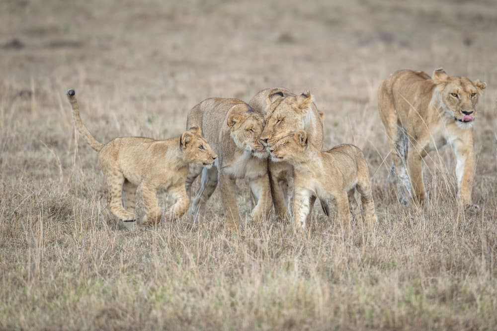 African Lion Family by Jeffrey C. Sink — canvas wall art