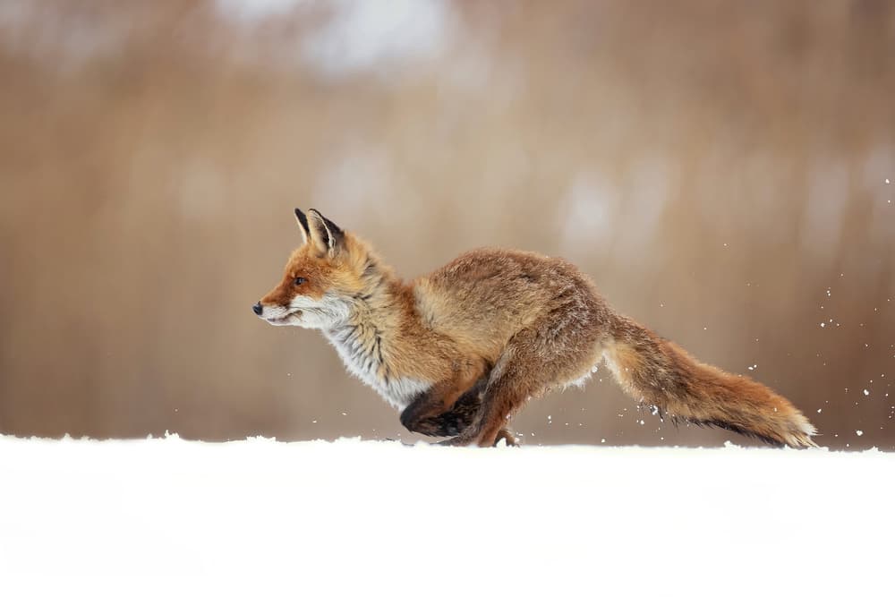 Red Fox Snow Sprint by Milan Zygmunt — canvas wall art