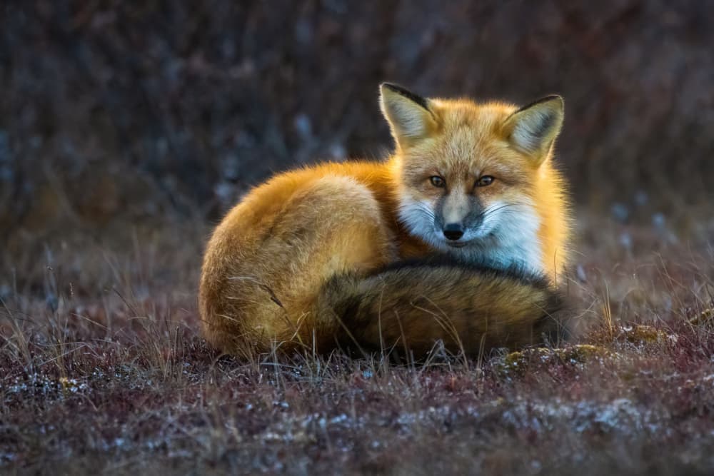 Golden Hour Fox by Li Ying — canvas wall art