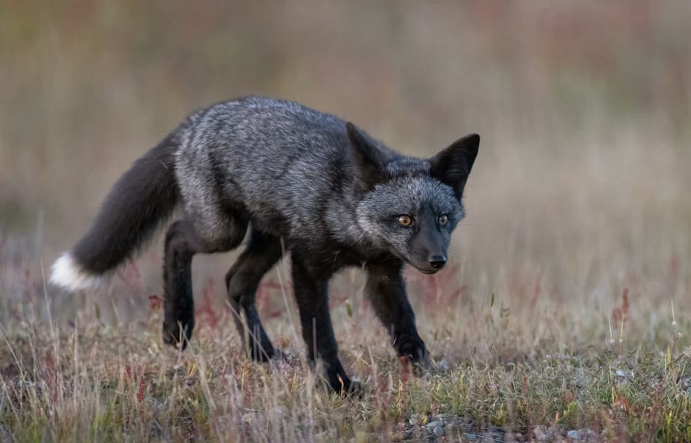 Wild Silver Fox Gaze by Johnson Huang — canvas wall art