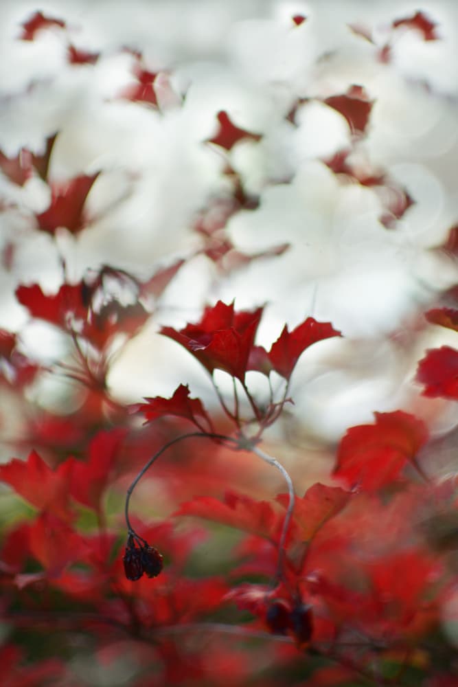 Soft Red Foliage by Christina Sillen — canvas wall art