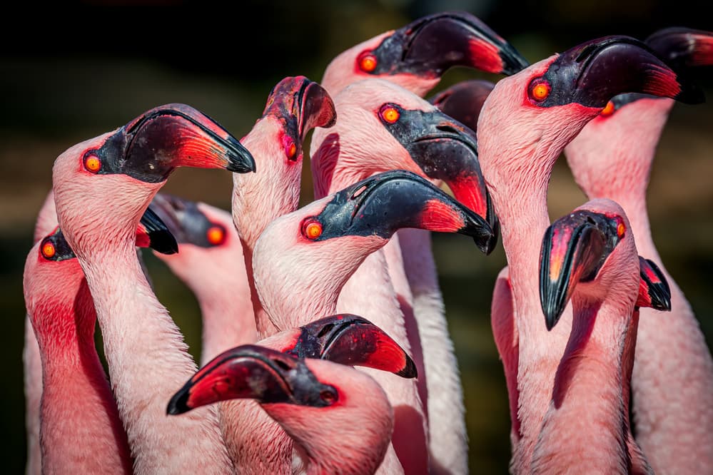 Intense Flamingo Gaze by Jeffrey C. Sink — canvas wall art
