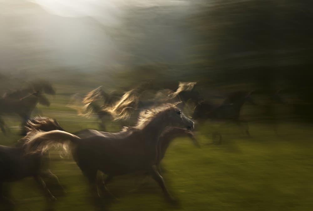 Wild Horses Running by Milan Malovrh — canvas wall art
