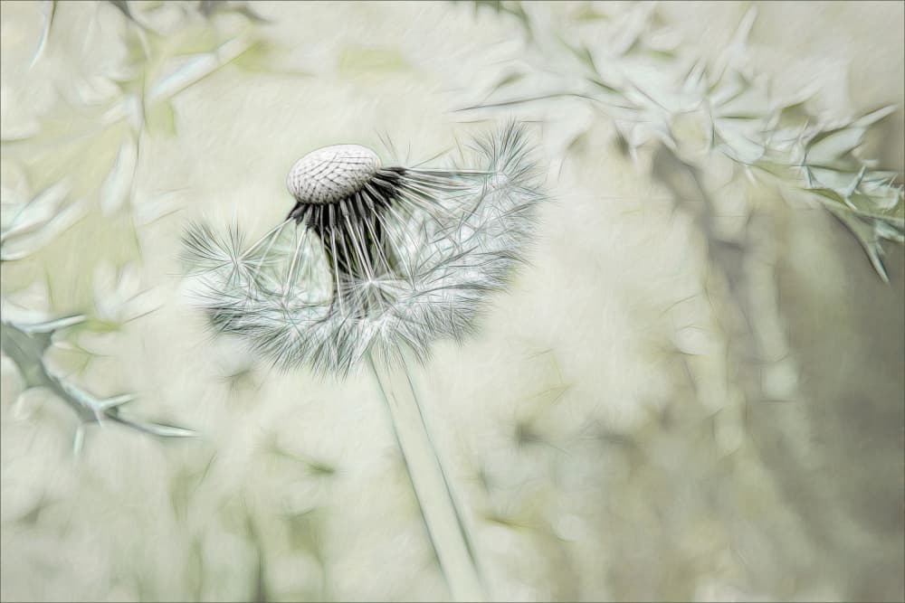 Soft Dandelion Dreams by Gilbert Claes — canvas wall art